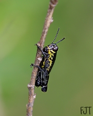 Aztecacris laevis