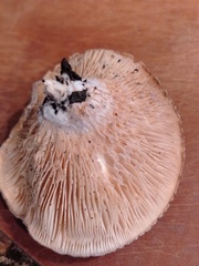 Gymnopilus allantopus