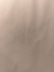 Gymnopilus allantopus