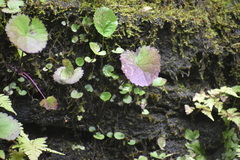 Rubus dalibarda