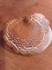 Gymnopilus allantopus