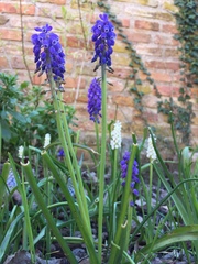 Muscari