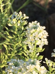 Lepidium thurberi