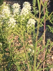 Lepidium thurberi