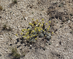 Eriogonum argophyllum