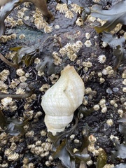 Nucella canaliculata