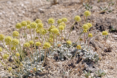 Eriogonum argophyllum