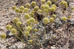 Eriogonum argophyllum