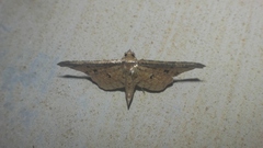 Pharambara splendida