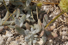 Eriogonum argophyllum