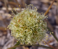 Eriogonum argophyllum