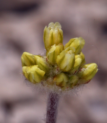 Eriogonum argophyllum