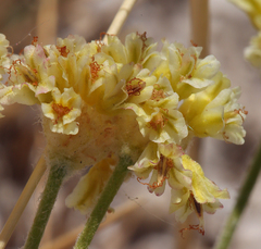 Eriogonum argophyllum
