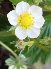 Fragaria vesca