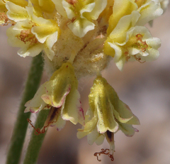 Eriogonum argophyllum