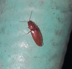 Elateridae