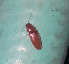Elateridae