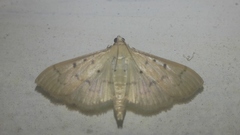 Herpetogramma basalis