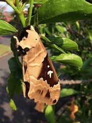 Lophostethus dumolinii