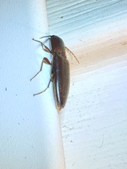 Diplostethus carolinensis