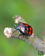Pachycoris klugii