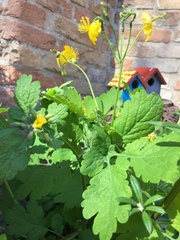 Chelidonium majus
