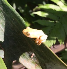 Hyperolius tuberilinguis