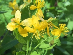 Chelidonium majus