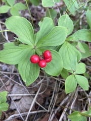 Cornus canadensis
