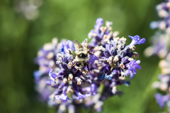 Bombus vancouverensis