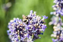 Bombus vancouverensis