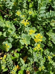 Wikstroemia uva-ursi