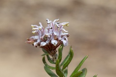 Grevillea sphacelata