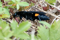 Psorthaspis brimleyi