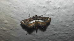 Agassiziella