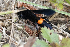 Psorthaspis brimleyi