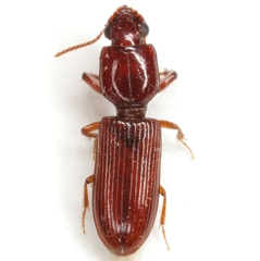 Clivina impressefrons