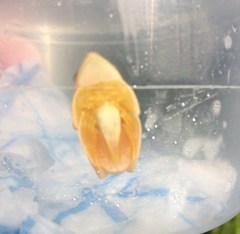 Hyperolius tuberilinguis