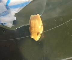 Hyperolius tuberilinguis