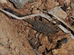 Lychas mucronatus