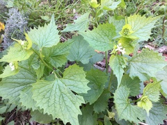Alliaria petiolata