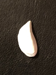 Dreissena polymorpha