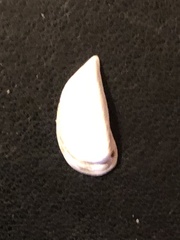 Dreissena polymorpha