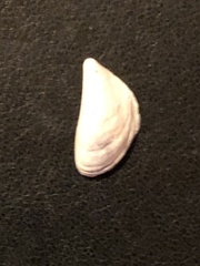 Dreissena polymorpha