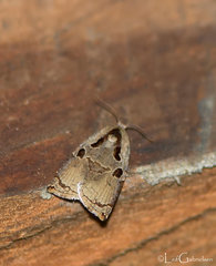 Homona salaconis