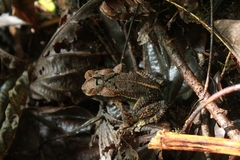 Incilius cristatus