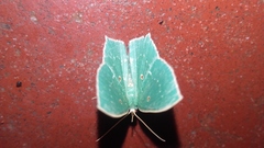 Cyclothea disjuncta