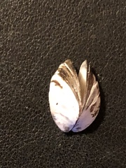 Dreissena polymorpha