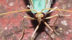 Cyclothea disjuncta