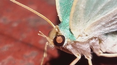Cyclothea disjuncta